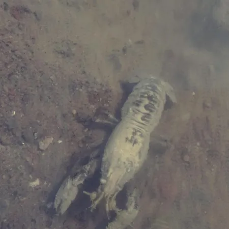 Easy Hill - Na Kaszubach Z Sauna