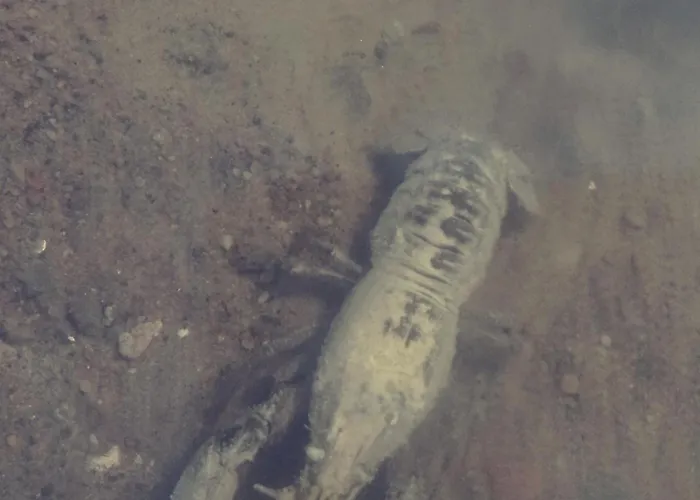 Easy Hill - Na Kaszubach Z Sauna